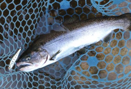 今シーズン3匹目のイトウをキャッチ！ ～フィッシングパーク高島の泉～